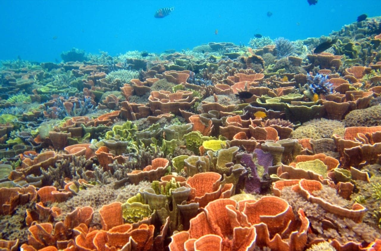 Wisata bawah laut di Karimunjawa